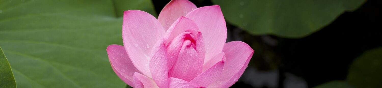 The Krishna Bhakti site